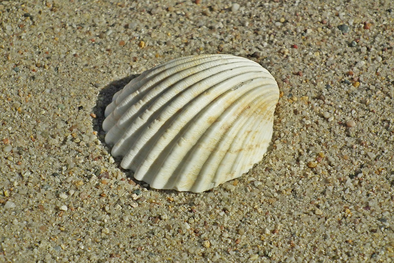 Bring the Beach Home: Seashell Crafts for Kids